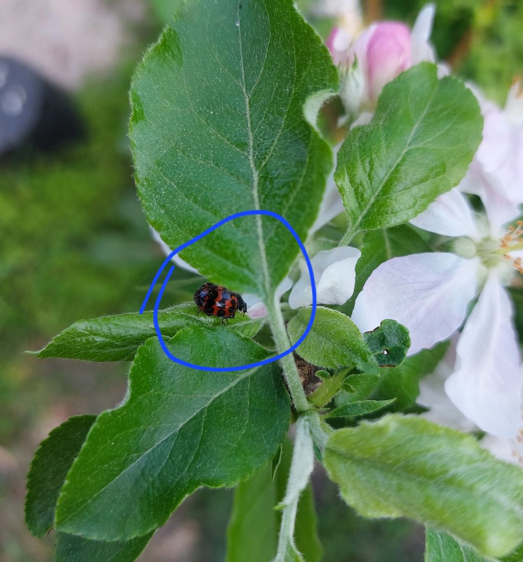 Coccinellidae: Harmonia axyridis (dall''Uruguay)